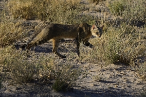 Afrika safari Botswana - african cat in de Klahari