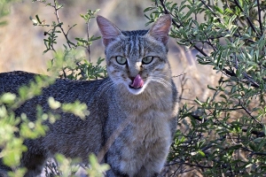 Afrika safari Botswana - african cat likt haar neus