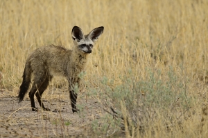 Afrika safari Botswana - bat eared fox in het gras