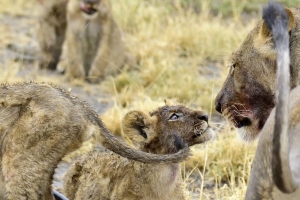 Afrika safari Botswana - moeder en dochter leeuwinnen