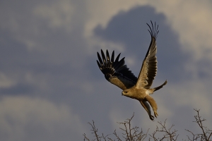 Afrika safari Botswana - tawny eagle stijgt op