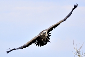 Afrika safari Botswana - vliegende gier