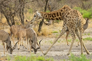 Afrika safari Botswana - kudu en giraffe bij waterpoel