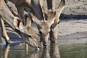 Afrika safari Botswana - drinkende kudu vrouwtjes