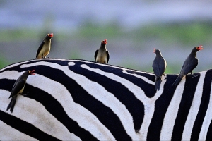 Afrika safari Botswana - red billed oxpeckers op zebra rug