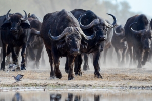 Afrika safari Zimbabwe - kudde buffels bij het water