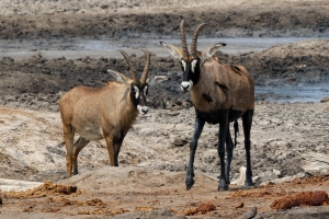 Afrika safari Zimbabwe - roan antilopen