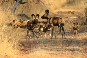 Afrika safari Zimbabwe - familie wilde honden