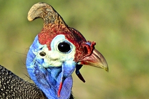 Afrika safari Botswana - Guineafowl close-up