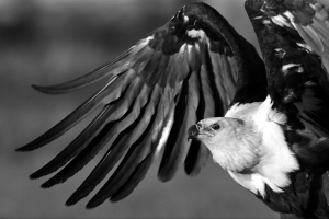 Afrika safari Botswana - fish eagle zwart/wit