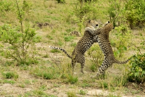 Afrika safari Botswana - spelende luipaarden Moremi