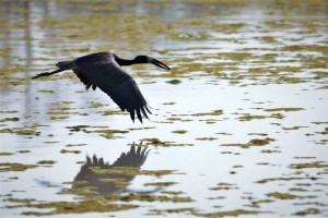 zwarte ibis die boven het water vliegt
