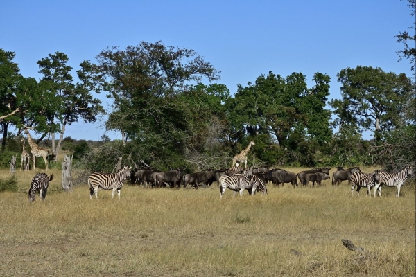 Zuid-Afrika - Compacte reis in Kruger