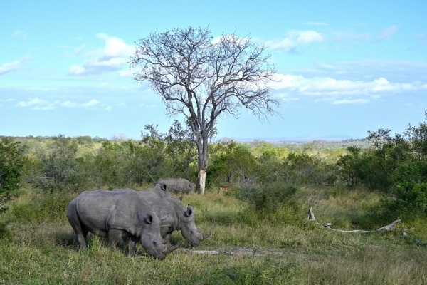 Zuid-Afrika - Wijn, walvissen, wildlife en strand