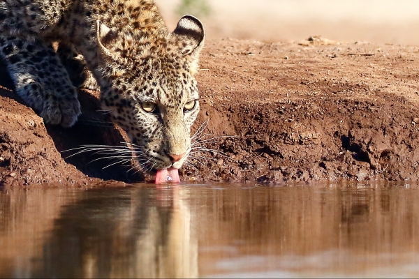 Zuid-Afrika - groepsreis fotografie fotohutten Zimanga