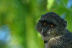 Afrika safari Tanzania - Rode Colobus aap