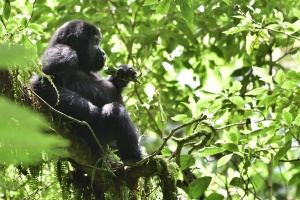 Afrika safari Oeganda - jonge gorilla in boom