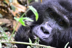 Afrika safari Oeganda - gorilla close-up