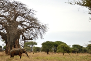 Afrika safari Tanzania - Olifant bij baobab