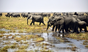 Afrika safari Botswana - het land van de Olifanten