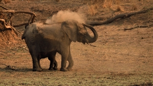 Afrika safari Zambia - Olifant stofbad