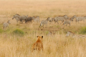 Afrika safari Tanzania - leeuwin op jacht