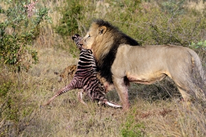 Afrika safari Zuid-Afrika - mannetjes leeuw met prooi