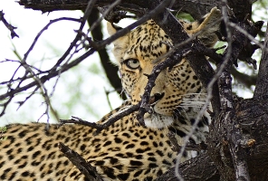 Afrika safari Botswana - luipaard in boom