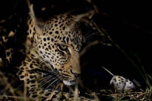 Afrika safari Zuid-Afrika - luipaard 's nachts