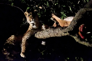 Afrika safari Zuid-Afrika - luipaard in boom met prooi