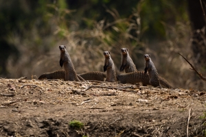 Afrika safari Zambia - banded mongoose familie