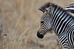 Afrika safari Zambia - baby zebra