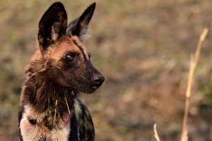 Afrika safari Zambia - wilde hond met bebloede kop