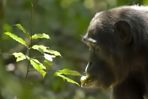 Afrika safari Oeganda - chimpansee