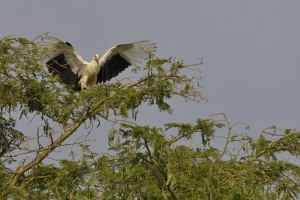 Afrika safari Oeganda - Palmnut vulture in boom