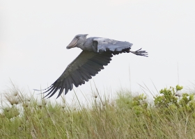 Afrika safari Oeganda - Shoebill Stork vliegend