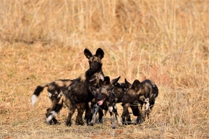 Afrika safari Zambia - groep wilde honden puppy's 