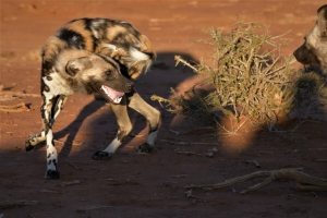 Afrika safari Zambia - wilde hond blij