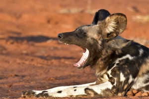 Afrika safari Zambia - wilde hond gapend