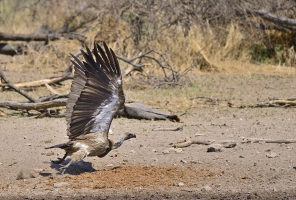 Afrika safari Zimbabwe - gier neemt aanloop