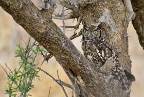 Afrika safari Zimbabwe - uil in boom