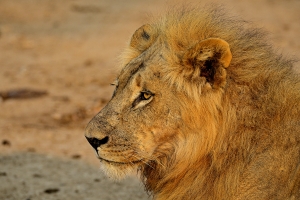 Afrika safari Zimbabwe - leeuw