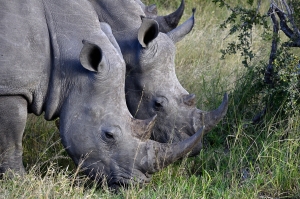 Afrika safari Zimbabwe - duo neushoorns